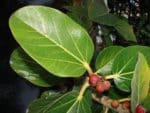 Ficus benghalensis - Feuilles luisantes et fruits rouges