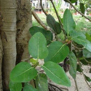 Ficus benghalensis - Larges feuilles