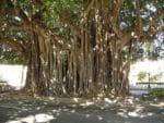 Ficus benghalensis - Racines aériennes