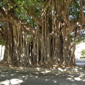 Ficus benghalensis - Racines aériennes