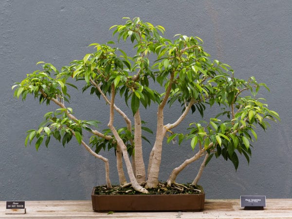 Ficus benjamina - En bonsaï