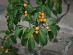 Ficus benjamina - Feuillage et infrutescence