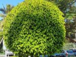 Ficus benjamina - Houppier en boule