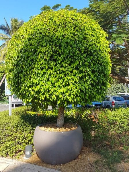 Ficus benjamina - Houppier en boule