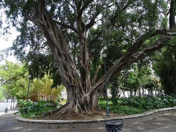 Ficus benjamina - Vue générale