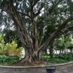 Ficus benjamina - Vue générale