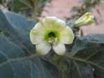Hyoscyamus albus - Détails d'une fleur