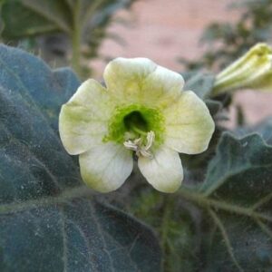 Hyoscyamus albus - Détails d'une fleur