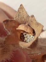 Hyoscyamus albus - Graines enchâssées dans le calice