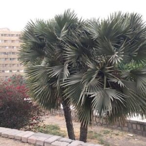 Hyphaene thebaica - Vue générale