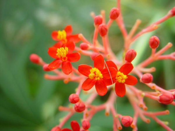 Jatropha podagrica - Détail de la fleur rouge corail