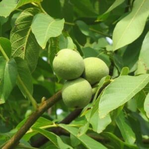 Juglans regia - Infrutescence (CC0)