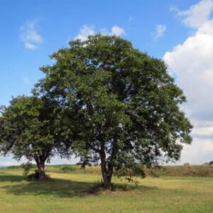 Juglans regia - Vue généarale