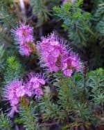 Melaleuca gibbosa - Détails des fleurs