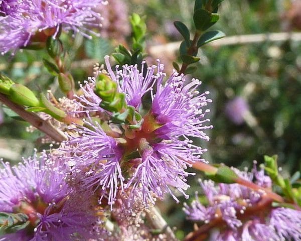 Melaleuca gibbosa - Floraison