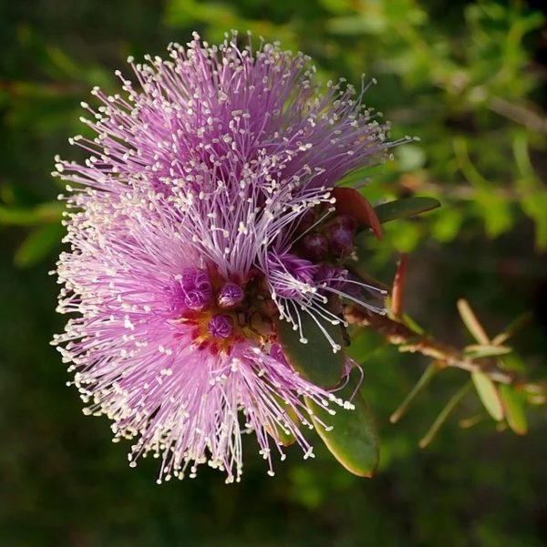 Melaleuca gibbosa - Inflorescence