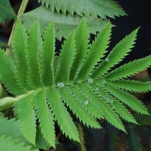 Melianthus major - Folioles à bord denté