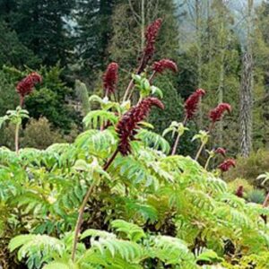 Melianthus major - Feuillage et inflorescence