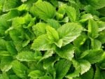 Melissa officinalis, Détails d'une feuille de Mélisse officinale, Graines de Melissa officinalis, Graines de Mélisse officinale