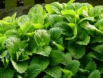 Melissa officinalis, Feuilles aromatiques de Mélisse officinale, Graines de Melissa officinalis, Graines de Mélisse officinale