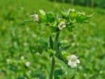 Melissa officinalis, Inflorescence de Mélisse officinale, Graines de Melissa officinalis, Graines de Mélisse officinale
