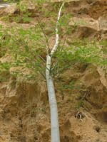 Moringa hildebrandtii - Jeune arbre