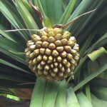 Pandanus utilis - Fruit