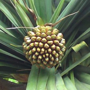 Pandanus utilis - Fruit