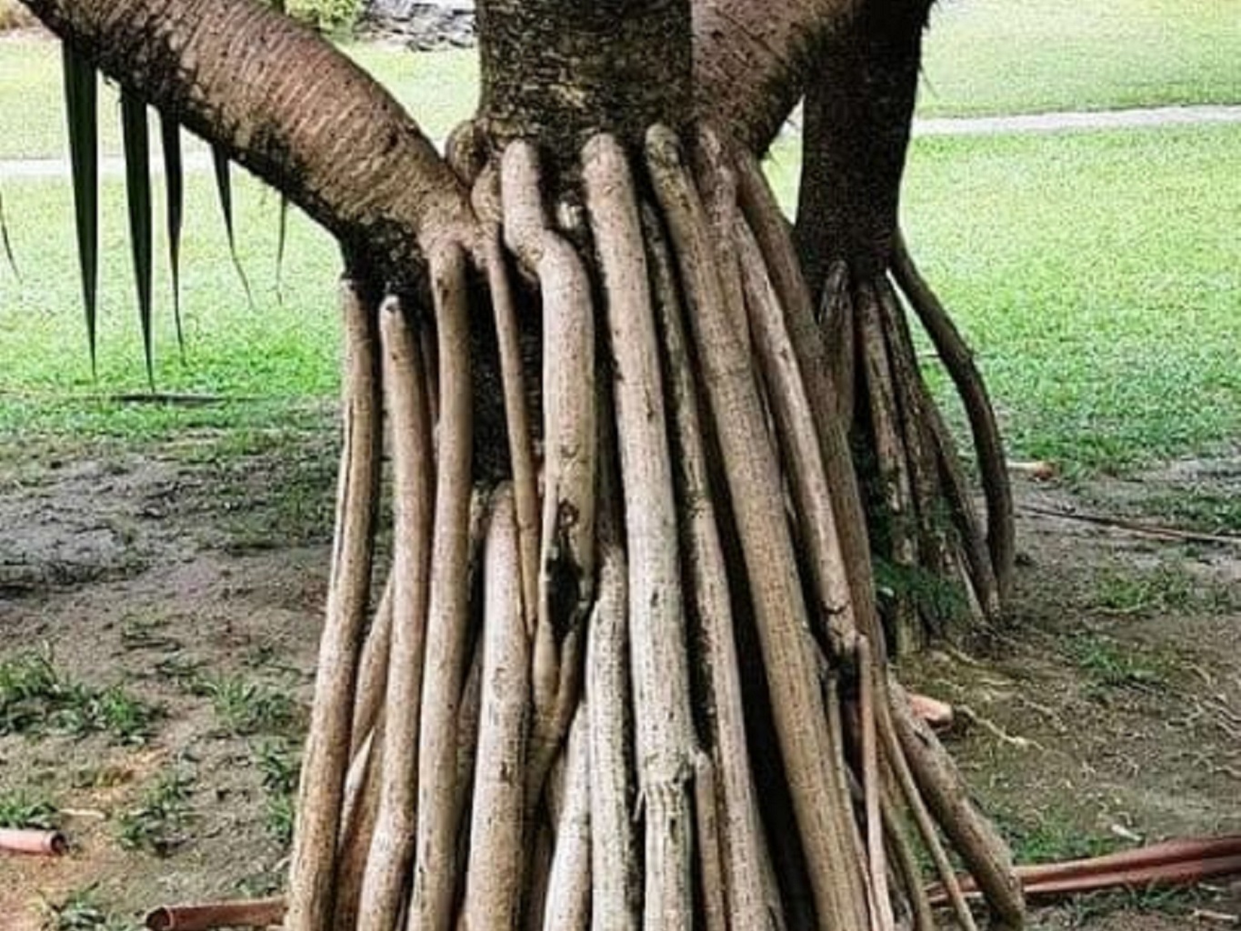 Graines De Pandanus (Pandanus Amaryllifolius) - Lot De 60 Graines Vertes - Plante Aromatique Pour Cuisine Asiatique