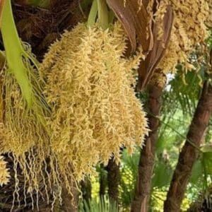 Phoenix roebelenii - Fleurs mâles