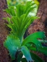 Platycerium bifurcatum - Jeune plante sur un arbre