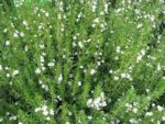 Satureja montana - Feuillage et floraison