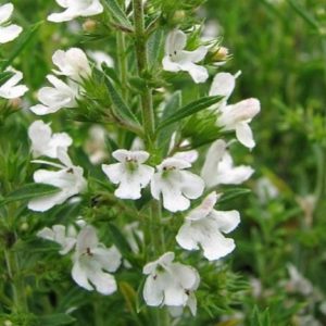 Satureja montana - Floraison
