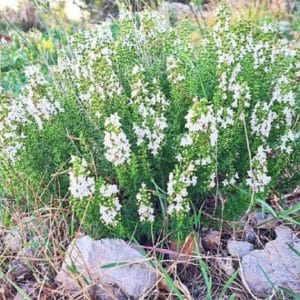 Satureja montana - Vue générale
