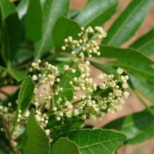 Schinus terebinthifolius - Inflorescence et feuillage