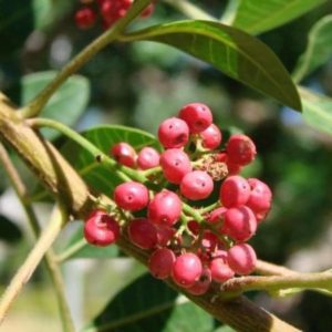 Schinus terebinthifolius - Infrutescence