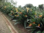 Graines de Strelitzia reginae, graines d'Oiseau du paradis