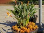 Graines de Strelitzia reginae, graines d'Oiseau du paradis