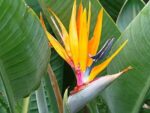 Graines de Strelitzia reginae, graines d'Oiseau du paradis