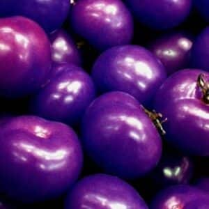Tomate OSU Blue - Fruits mûrs