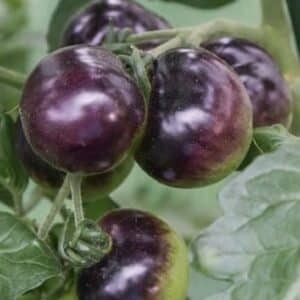 Tomate OSU Blue - Infrutescence