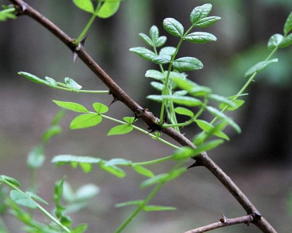 Zanthoxylum americanum - Branches épineuses