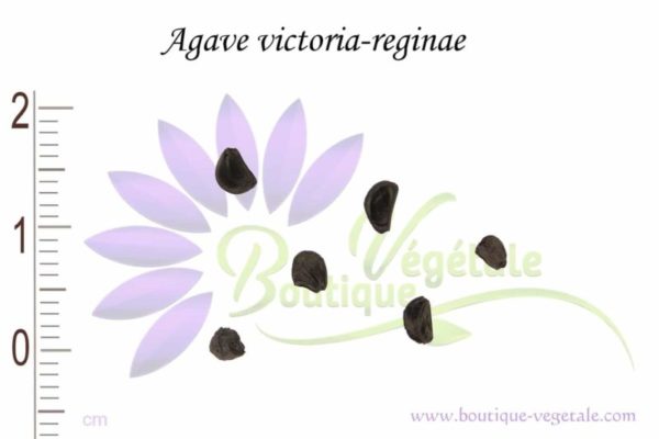 Graines d'Agave victoria-reginae, Agave victoria-reginae seeds