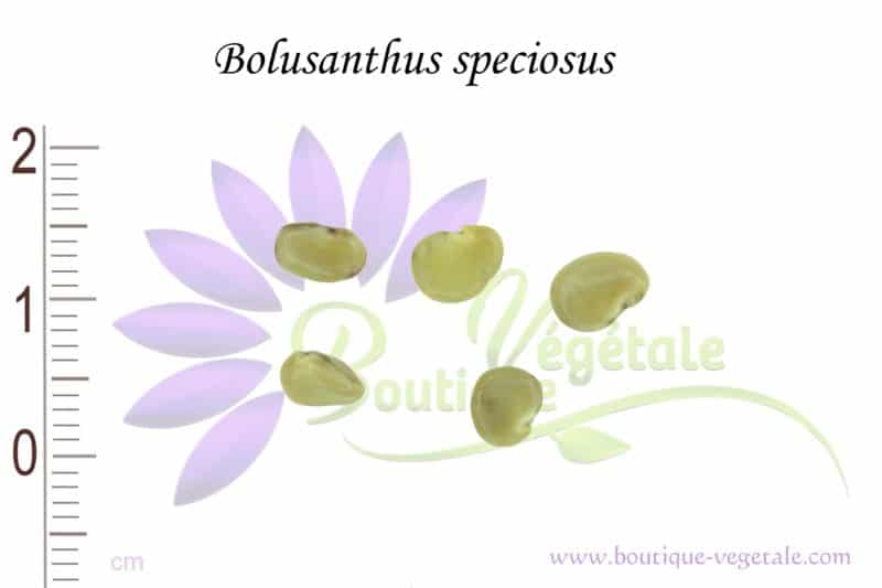 Graines de Bolusanthus speciosus, Bolusanthus speciosus seeds