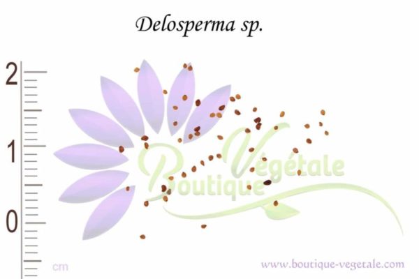 Graines de Delosperma sp., Delosperma sp. seeds