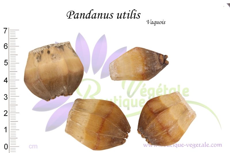 Graines de Pandanus utilis, Pandanus utilis seeds