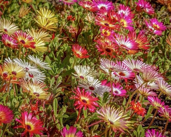 Delosperma sp. 'Hardy hybrid mix' - Fleurs aux coloris divers