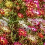 Delosperma sp. 'Hardy hybrid mix' - Fleurs aux coloris divers