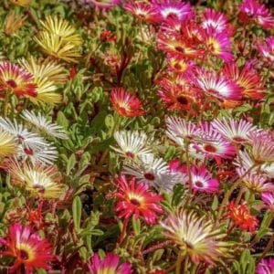 Delosperma sp. 'Hardy hybrid mix' - Fleurs aux coloris divers