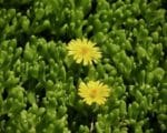 Delosperma sp 'Hardy hybrid mix' - Fleur jaune